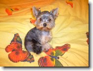 Jorkšírský terier, Yorkshire Terrier,