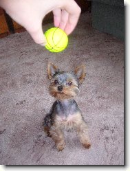 Jorkšírský terier, Yorkshire Terrier,