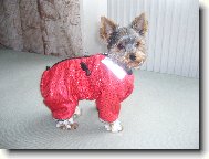 Jorkšírský terier, Yorkshire Terrier,