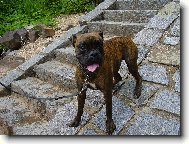 Deutscher Boxer