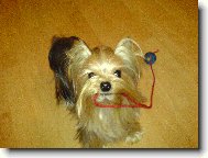 Jorkšírský terier, Yorkshire Terrier,