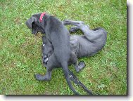 Deutsche Dogge