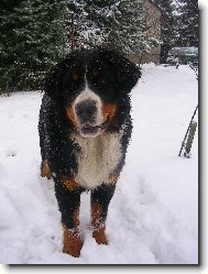 Berner Sennenhund