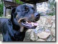 Rottweiler