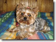 Jorkšírský terier, Yorkshire Terrier,