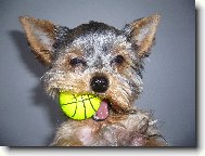 Jorkšírský terier, Yorkshire Terrier,