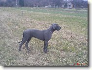 Deutsche Dogge