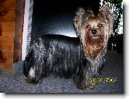 Jorkšírský terier, Yorkshire Terrier,