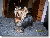Jorkšírský terier, Yorkshire Terrier,
