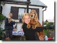 English Cocker Spaniel