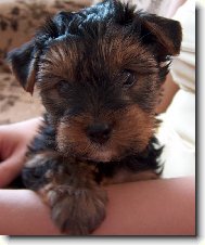 Jorkšírský terier, Yorkshire Terrier,