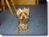Jorkšírský terier, Yorkshire Terrier,