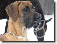 Deutsche Dogge