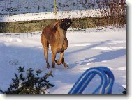 Deutsche Dogge