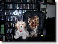 Jorkšírský terier, Yorkshire Terrier,