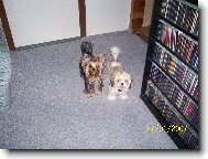 Jorkšírský terier, Yorkshire Terrier,