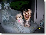 Jorkšírský terier, Yorkshire Terrier,