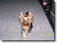Jorkšírský terier, Yorkshire Terrier,