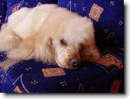 Poodle, Caniche