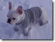 Bouledogue francais, French Bulldog