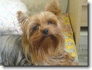 Jorkšírský terier, Yorkshire Terrier,