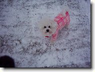 Bichon á poil frisé, Bichon Frise