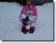 Bichon á poil frisé, Bichon Frise