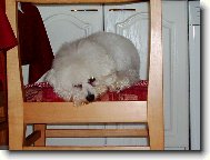 Bichon á poil frisé, Bichon Frise
