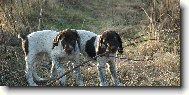 Deutscher Kurzhaariger Vorstehhund