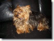 Jorkšírský terier, Yorkshire Terrier,