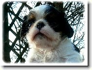 King charles spaniel \(Dog standard\)