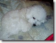 Bichon á poil frisé, Bichon Frise