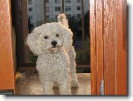 Bichon á poil frisé, Bichon Frise
