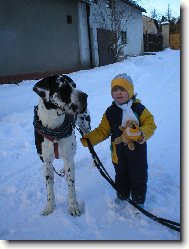 Deutsche Dogge