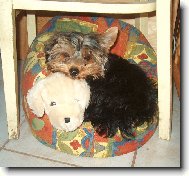 Jorkšírský terier, Yorkshire Terrier,