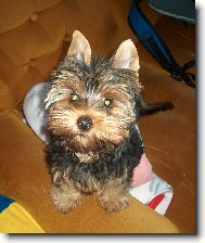 Jorkšírský terier, Yorkshire Terrier,