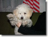 Bichon á poil frisé, Bichon Frise