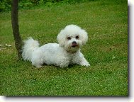 Bichon á poil frisé, Bichon Frise