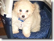 Bichon á poil frisé, Bichon Frise