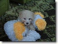 Bichon á poil frisé, Bichon Frise