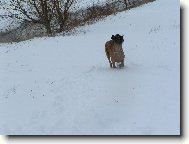 Deutsche Dogge