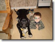 Deutsche Dogge