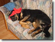 Rottweiler
