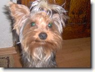 Jorkšírský terier, Yorkshire Terrier,