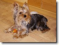 Jorkšírský terier, Yorkshire Terrier,