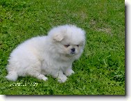 Tibetan Spaniel