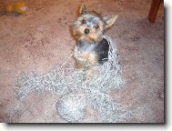 Jorkšírský terier, Yorkshire Terrier,