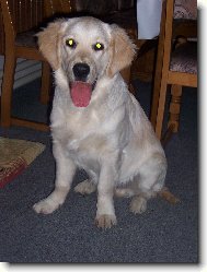 Golden Retriever