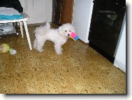 Bichon á poil frisé, Bichon Frise