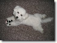 Bichon á poil frisé, Bichon Frise